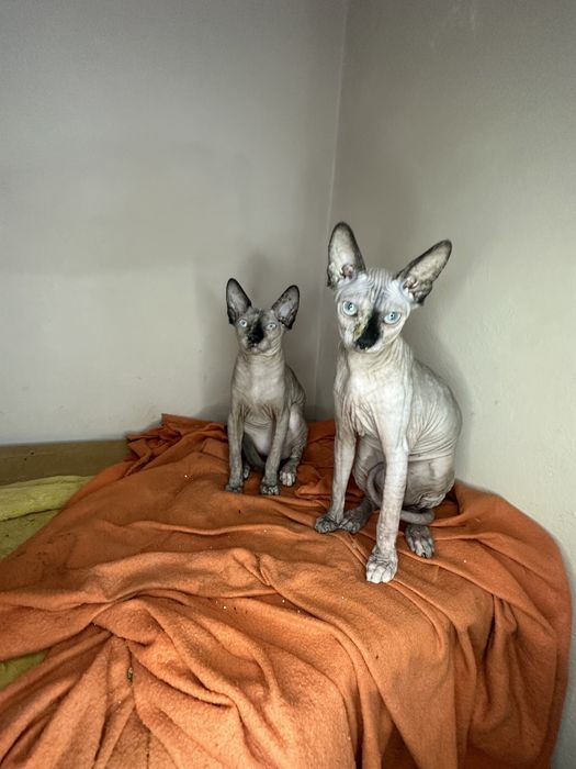 Канадски сфинкс котенца женски