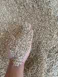 Vand triticale calitate