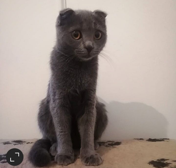 Котенок Шотланская вислоухая!