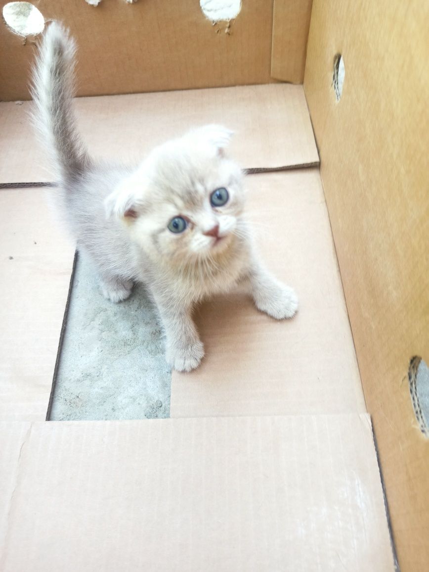 Скоттиш фолд и страйт