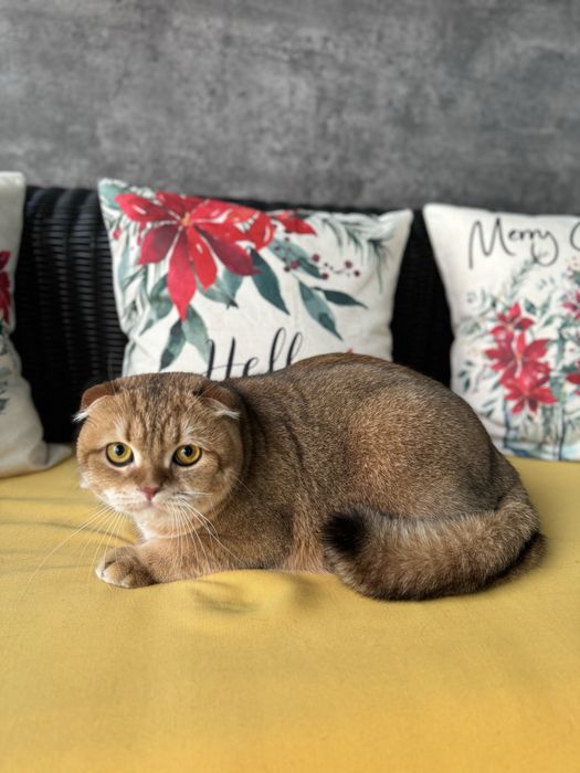 Груминг салон для собак и кошек