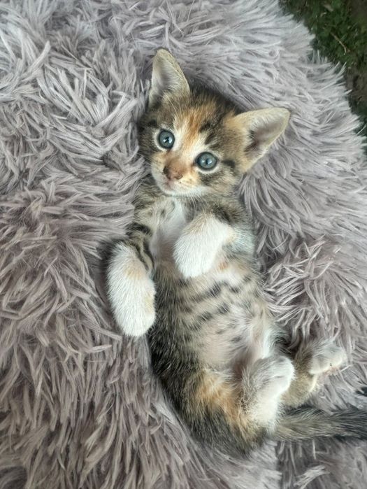 Pisicuțe pentru adopție