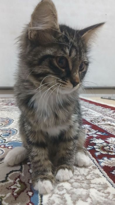 Mushuk bolasi 3 oylik (qiz)