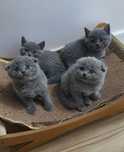 Pui British Shorthair