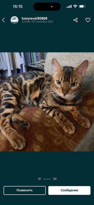 Бенгальская кошка.