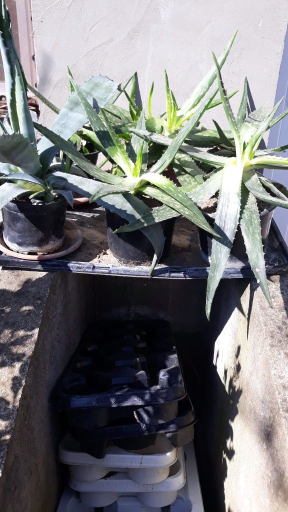 Aloe vera si cactusi