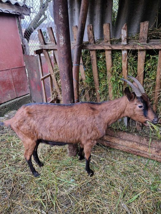 Caprita Alpina Franceza