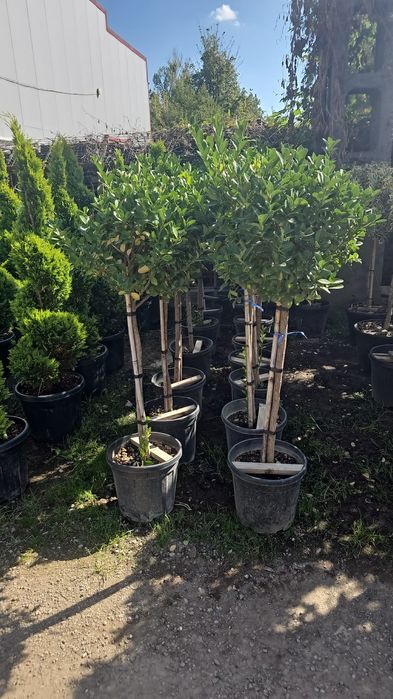 Plante ornamentale