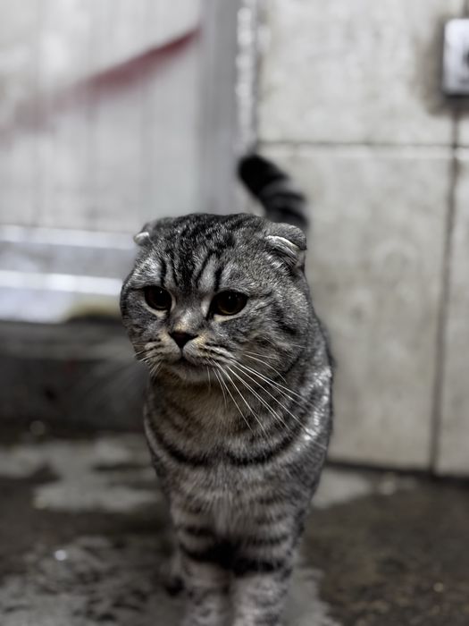 Мысық пародис саудасы бар тамақ су ішіп тұр