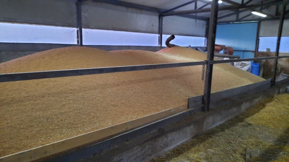 Vând orzaică  grâu triticale ovăzi!