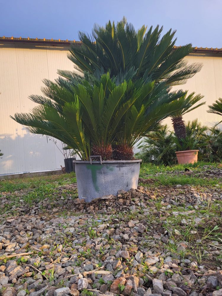 Vând Palmieri Maslini , cycas