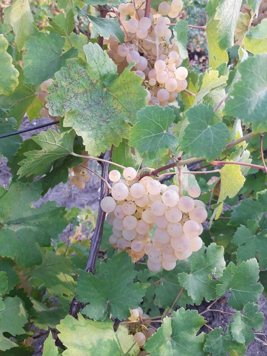 Vin vin alb productie proprie 2025