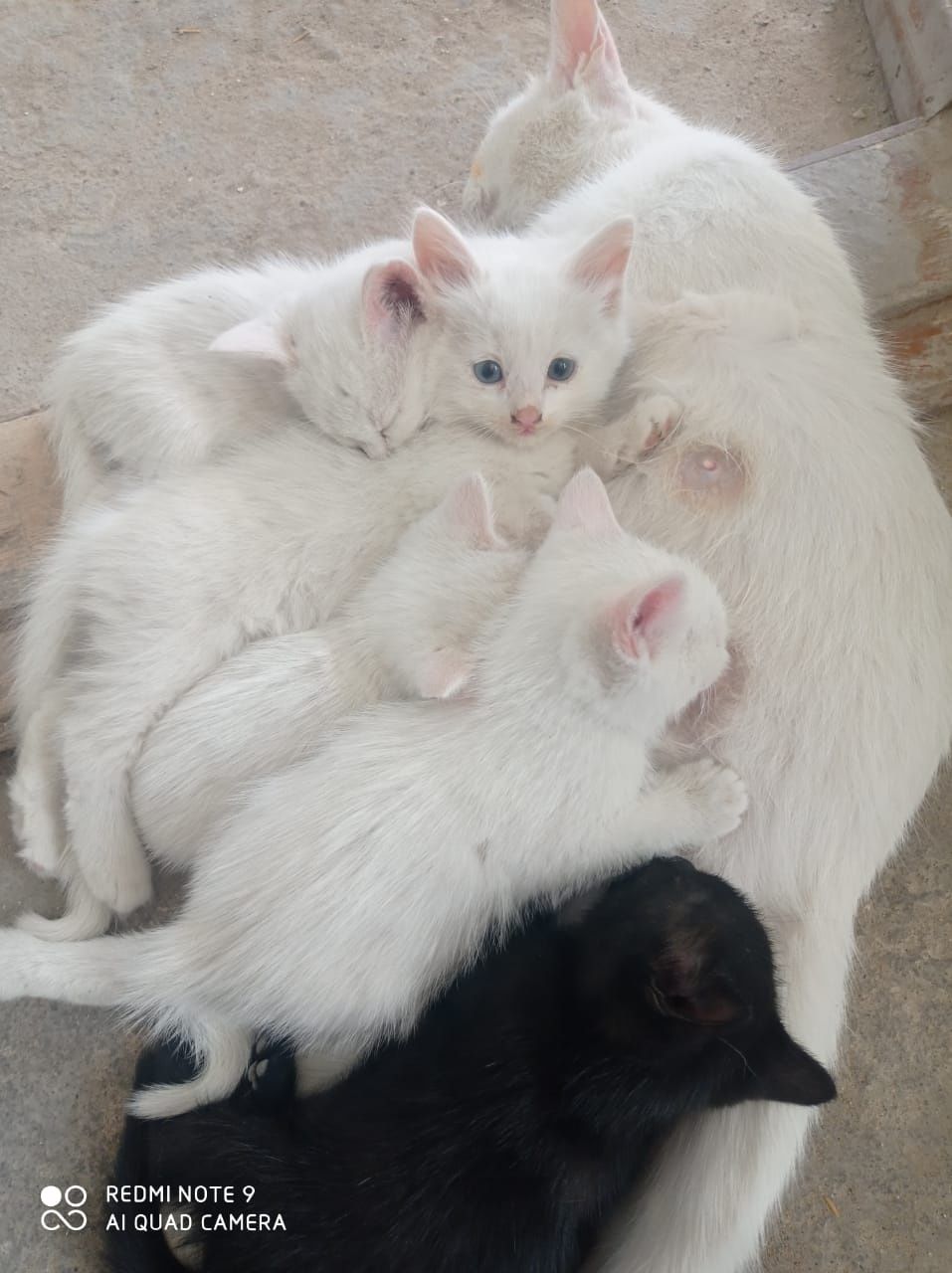 Бесплатно котята