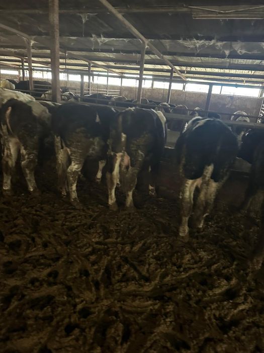 Vand 15 tauri de taiat