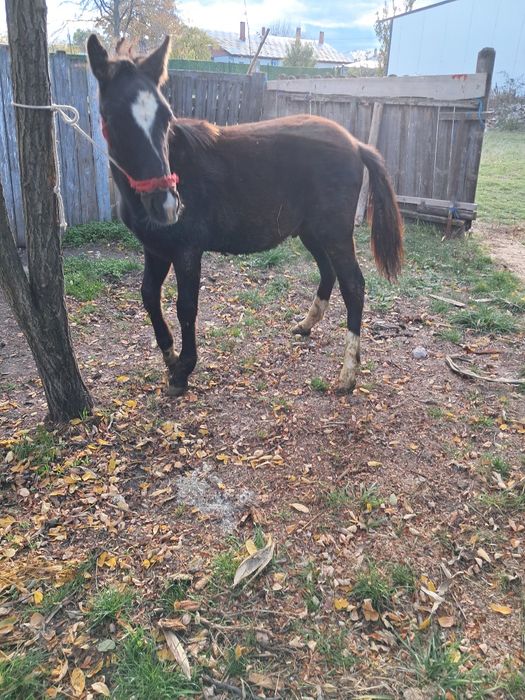 De vinzare mînz de 4 luni