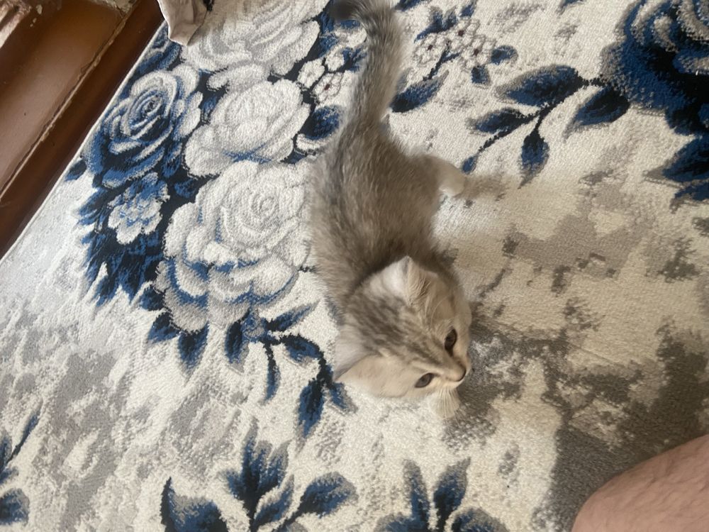 Zotli mushuk sotiladi 1 dona 3 oylik