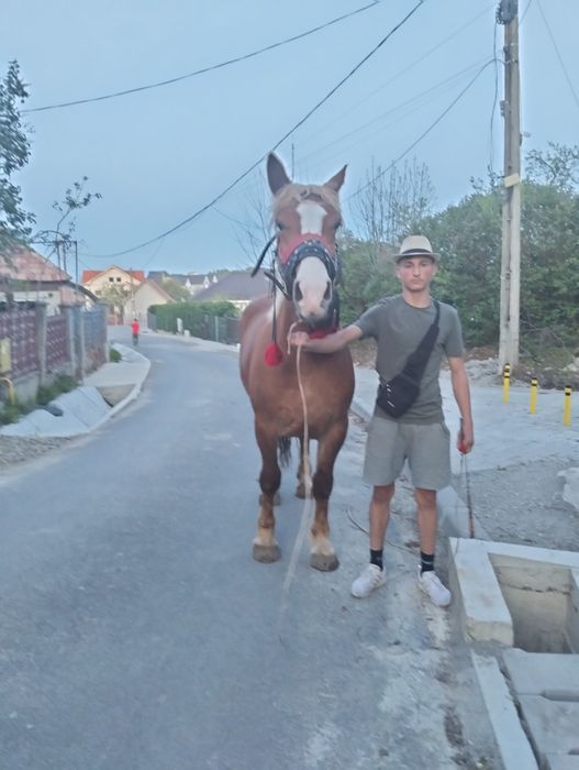 Mânză de 3 ani jumate de vânzare 5000 euro