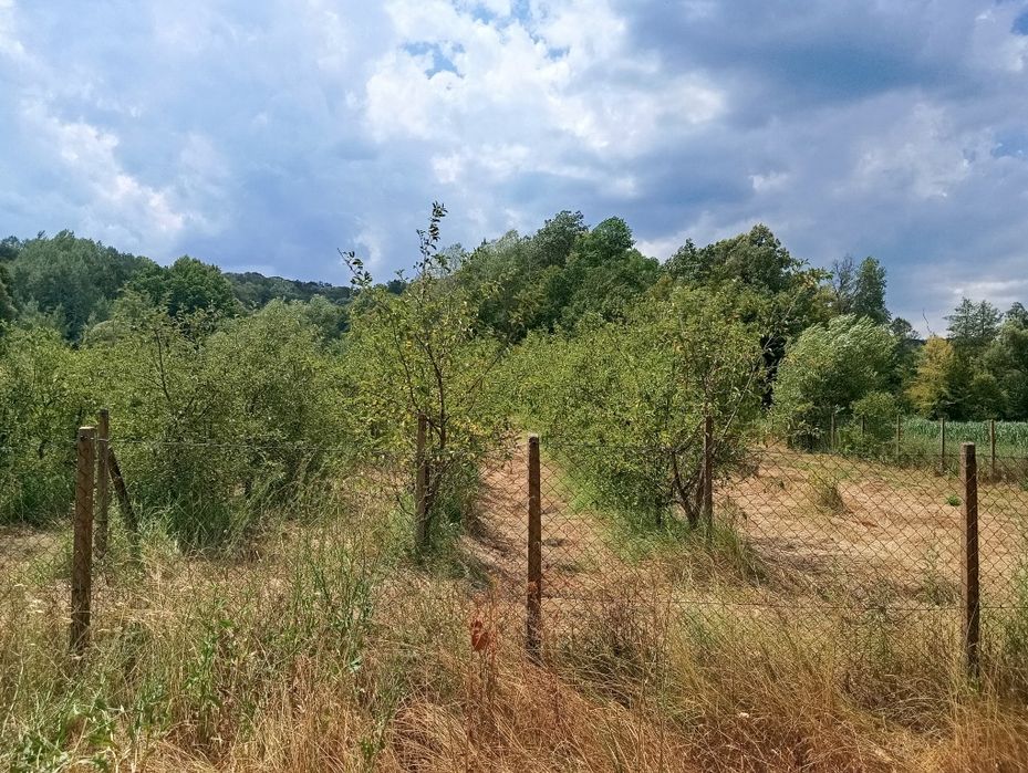 Teren agricol, 3000 mp, la șosea cu pomi