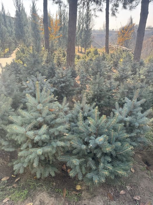 Продаются голубые ели