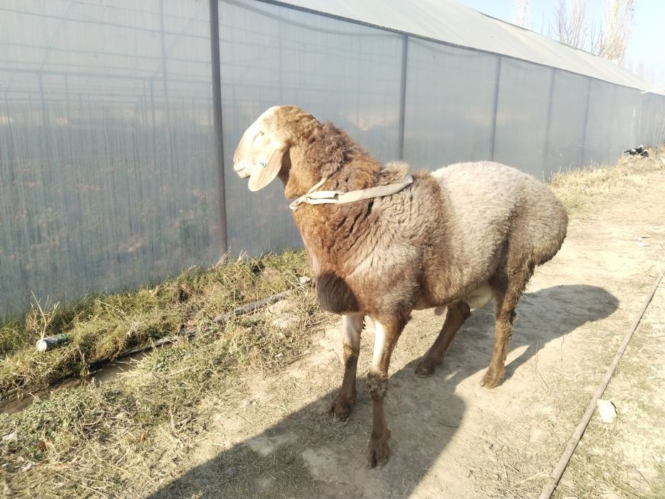Arashan qochqor sotiladi