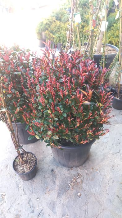 Plante ornamentale ce mai mare gamă preț accesibil transport gratuit