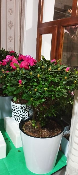 Азалеа гулари сотилади