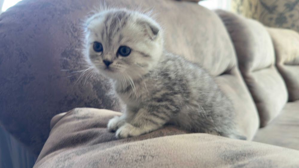 Котята Шотландцы