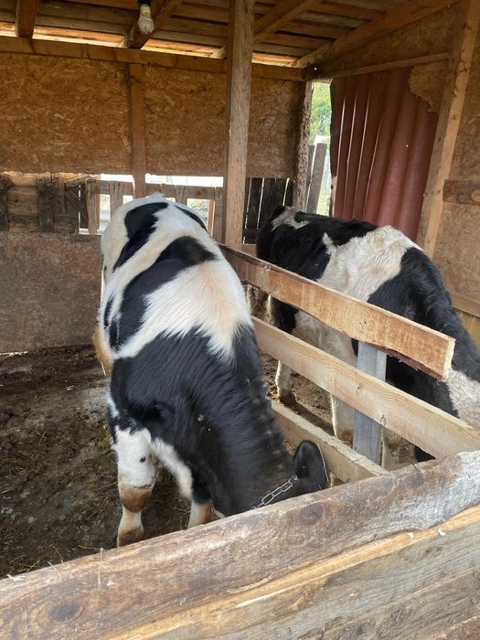 Vând 3 viței vârstă 11 luni