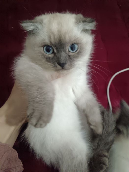 Продаются кошка и котята породистые