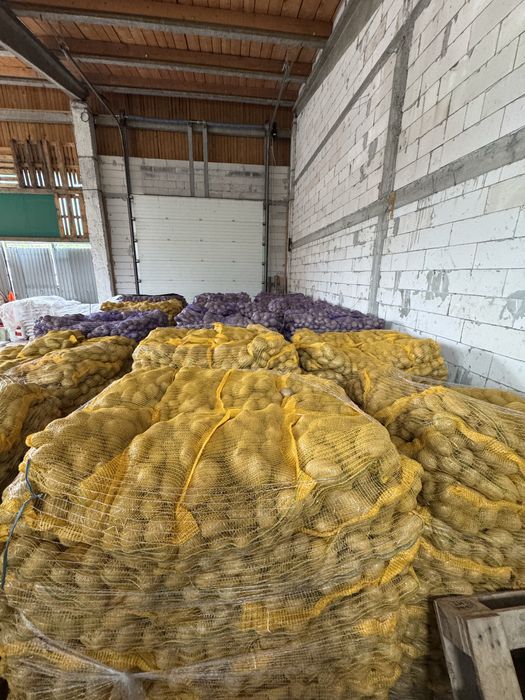 Cartofi olandezi calitate premium