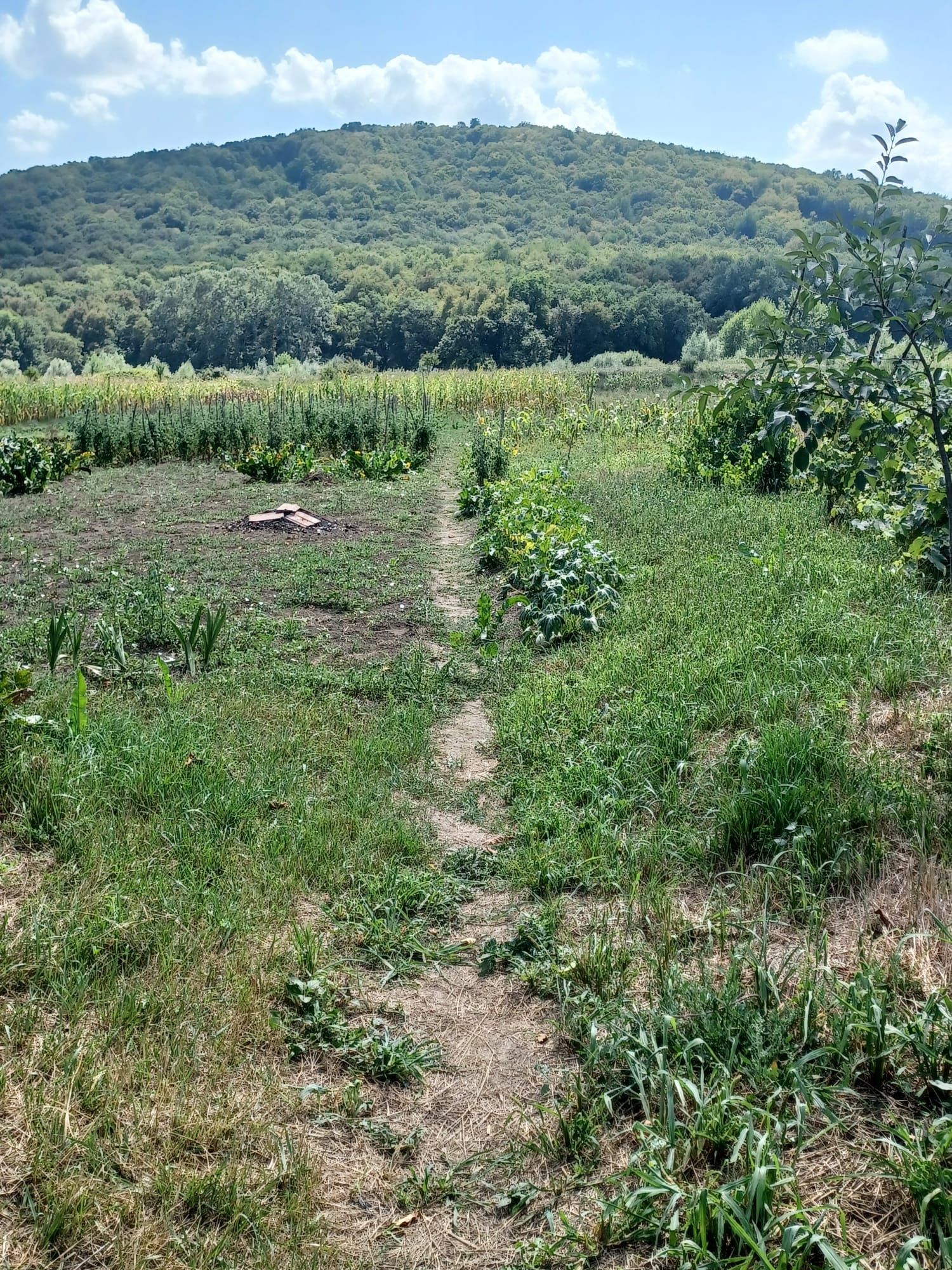 De vânzare o casă familială în localitatea Ilieni ( com.Gh.-Doja)