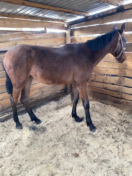 Продам ЧК тайчиков