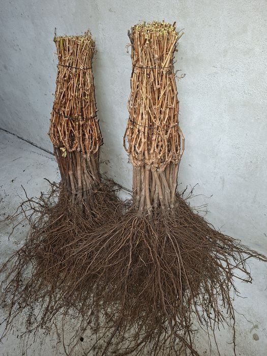 Vând Butași viță de vie Altoita și Hibrida anul 2 și 3 direct de la PR