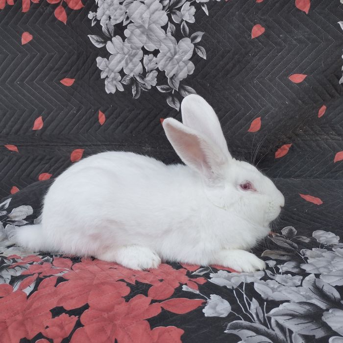 Цика и калифорнийски зайци