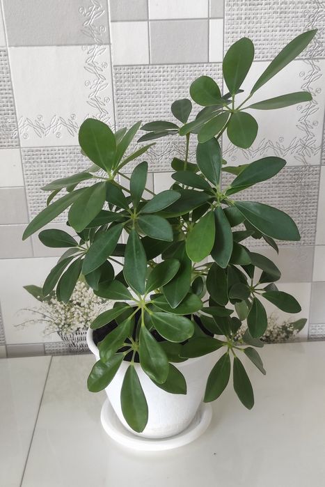 Продам комнатные цветы.