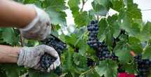 Vita de Vie (Soiuri De Vin )