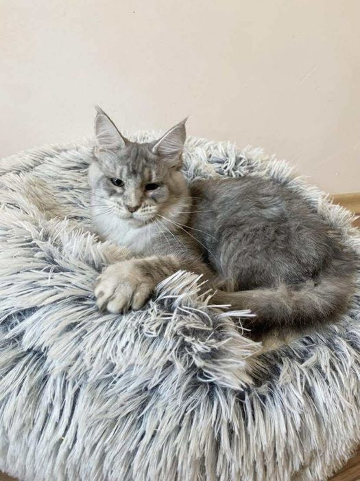 Мейн куун котенца