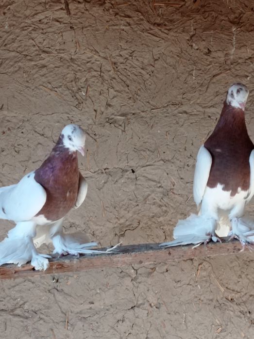 Продаются молодые голуби