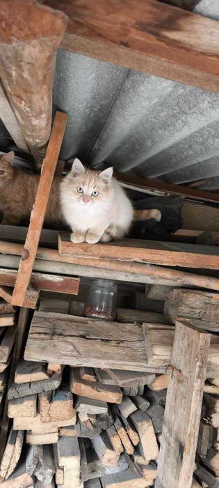 Котята в дар в добрые руки!!!