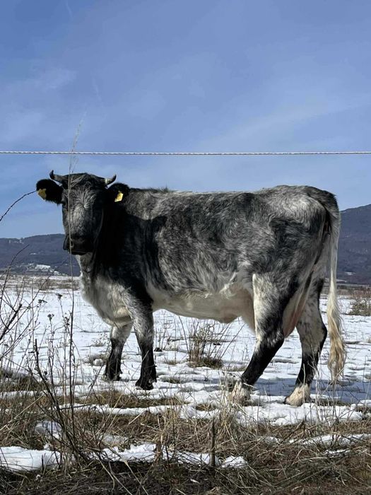 Крави Месодайни разпродажба