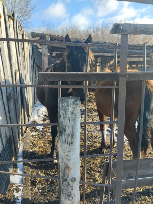 Кобыла 6 лет жеребёнок 1 год