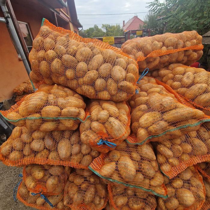 Cartofi consum alb, si varza pt animale