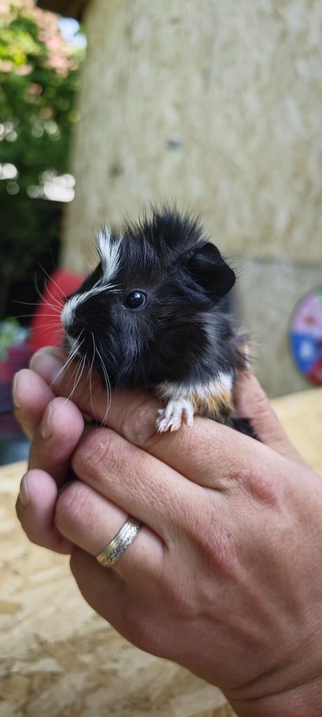 Vând pui porcușor Guinea