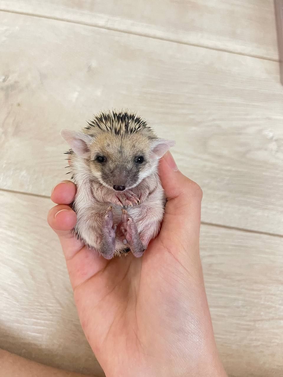 Домашние животные