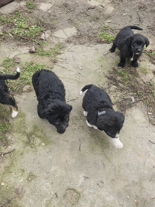 Подарявам кученца