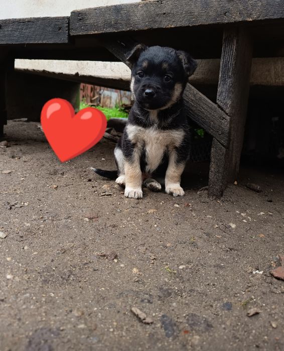 Donez acești îngerași