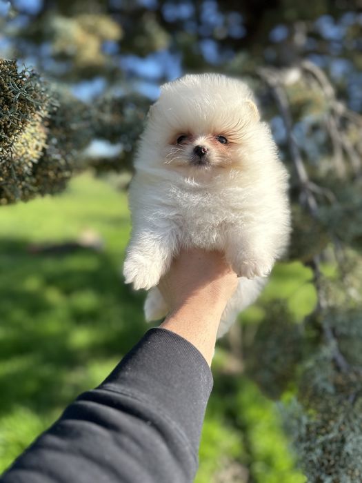 Мини Померан.