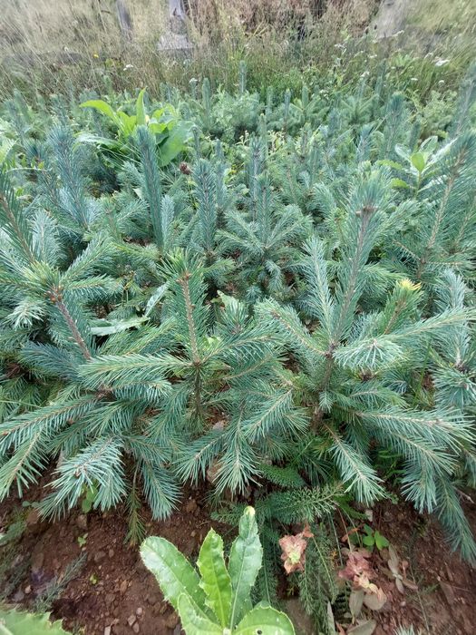 Puieti molid argintiu Picea engelmannii- producator