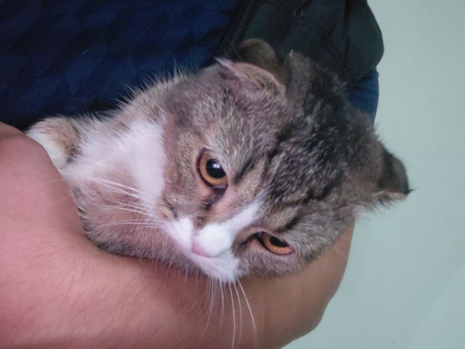 Кошка 6 месяц скоттиш фолд малчик