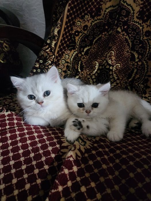 Продается котенок  шиншилы